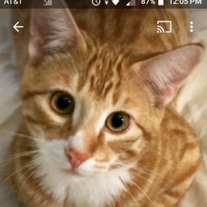 Meet your Posher, Kitty